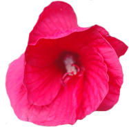 pink flower rotate example